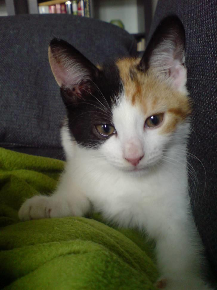 Huskat Futte billede 1