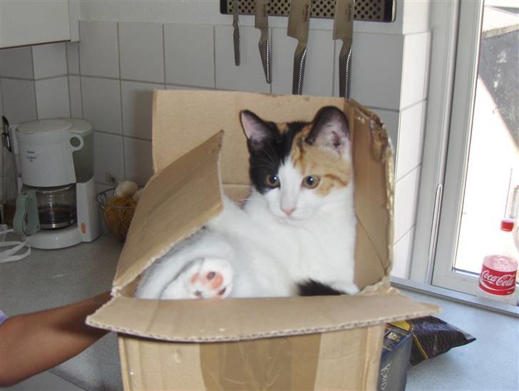 Huskat Futte billede 2