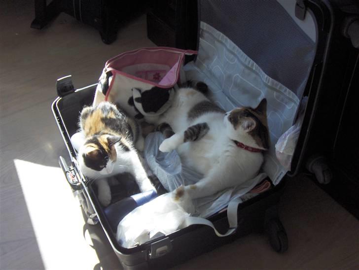 Huskat Futte - Var så glad for at mor og far kom hjem fra ferie :-) billede 3