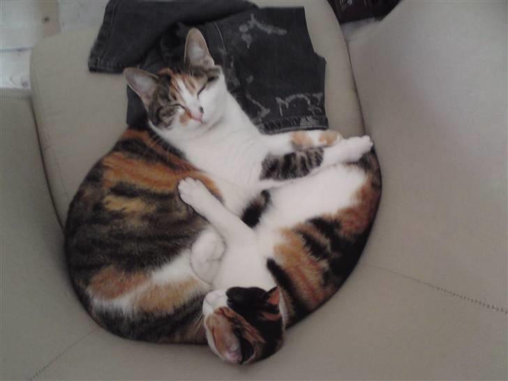 Huskat Futte billede 4