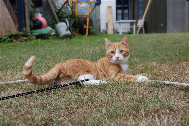 Huskat Garfield billede 17