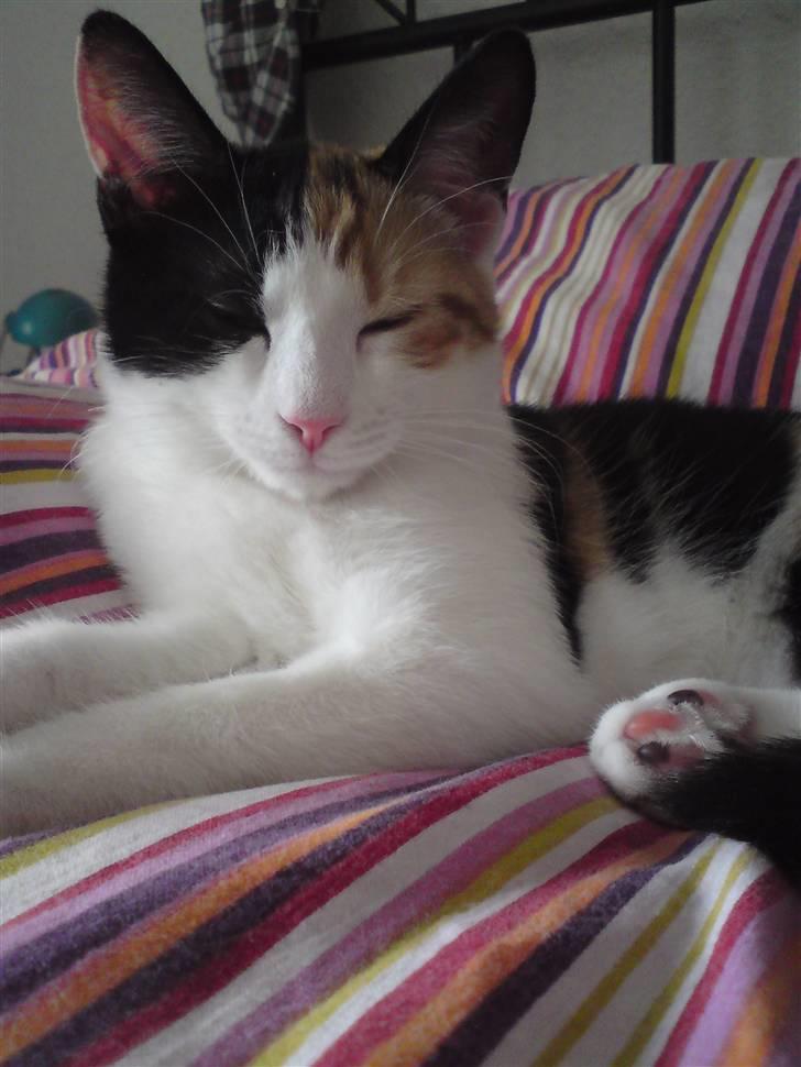 Huskat Futte billede 5