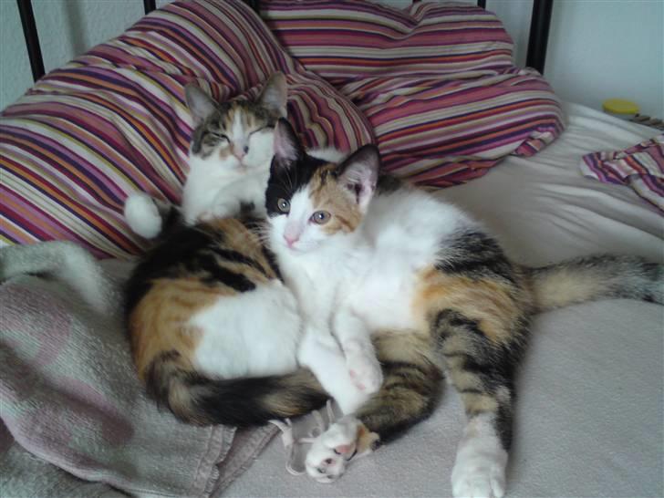 Huskat Futte - Putter med storesøster:-) billede 6