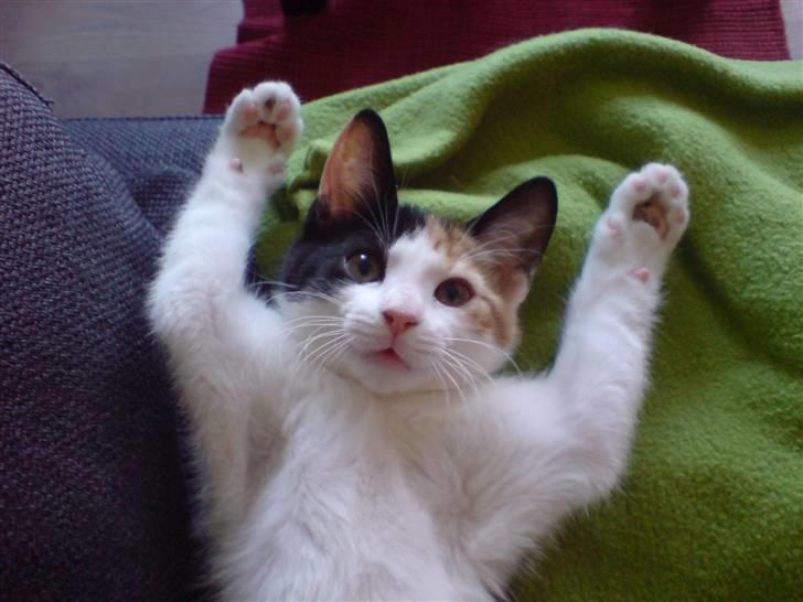 Huskat Futte - Stor og farlig.. :-) billede 7