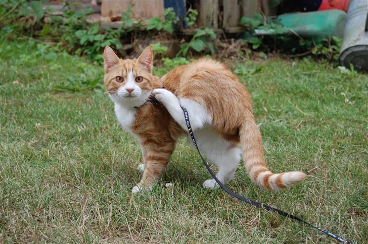 Huskat Garfield billede 18