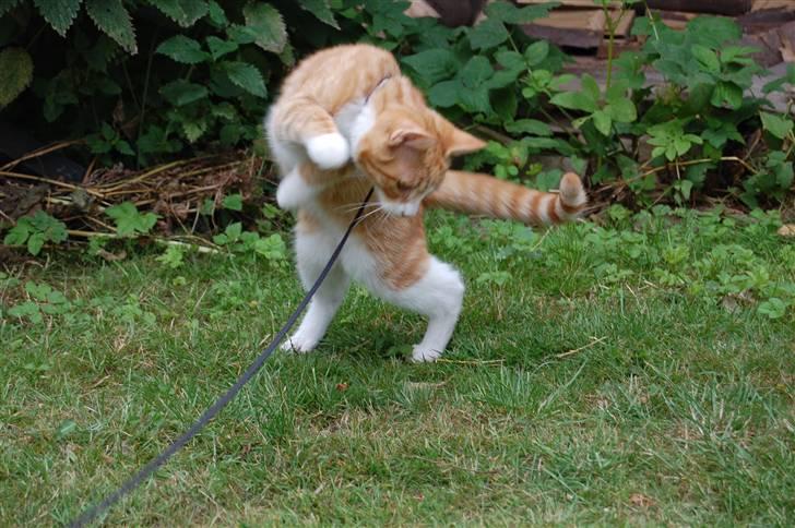 Huskat Garfield billede 19