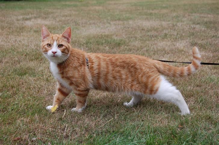 Huskat Garfield billede 20