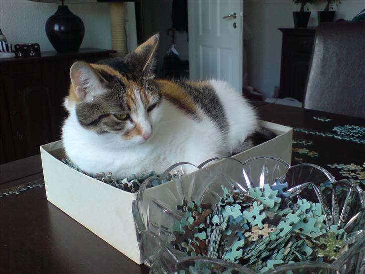 Huskat Akia billede 18