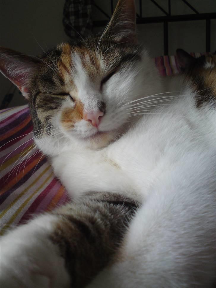 Huskat Akia billede 19