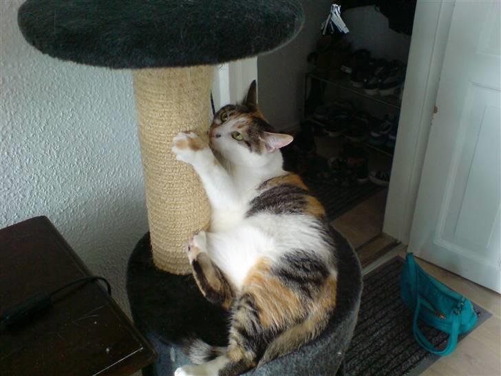 Huskat Akia billede 20