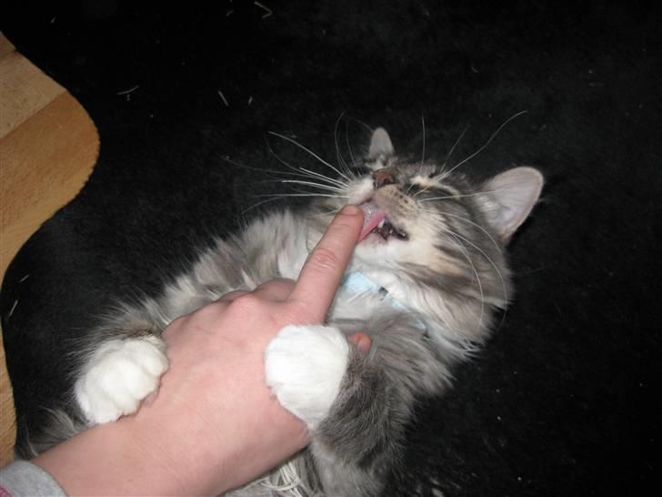 Blanding af racer Máni  billede 12