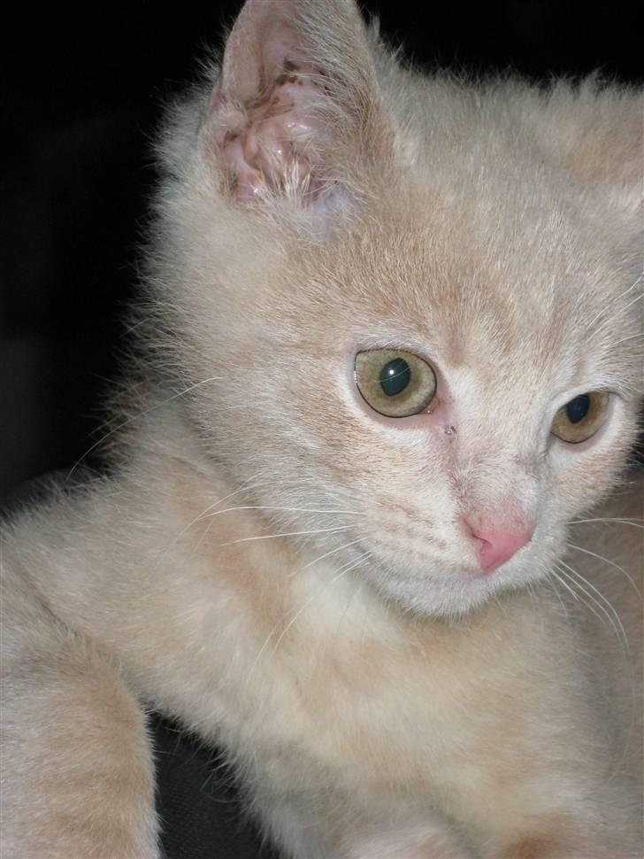 Blanding af racer speedy billede 1