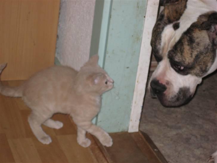 Blanding af racer speedy billede 2