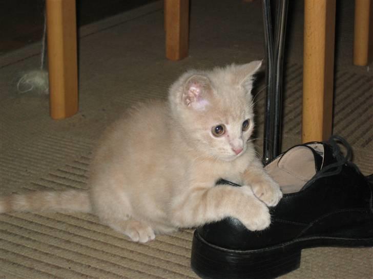 Blanding af racer speedy billede 3