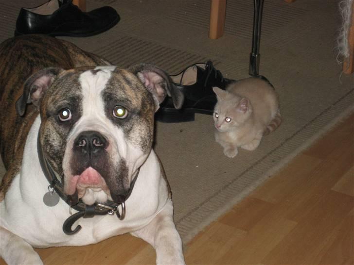 Blanding af racer speedy billede 4