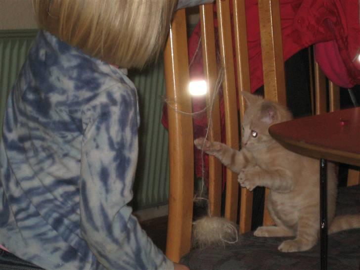 Blanding af racer speedy billede 5