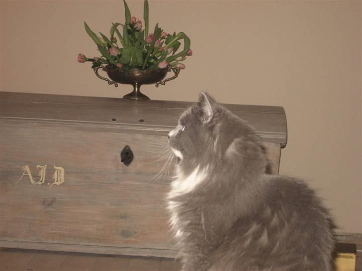 Blanding af racer Tilde billede 18