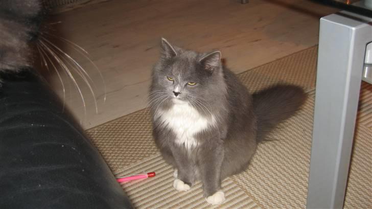 Blanding af racer Tilde billede 19