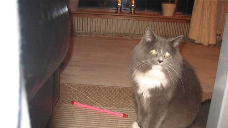 Blanding af racer Tilde billede 20