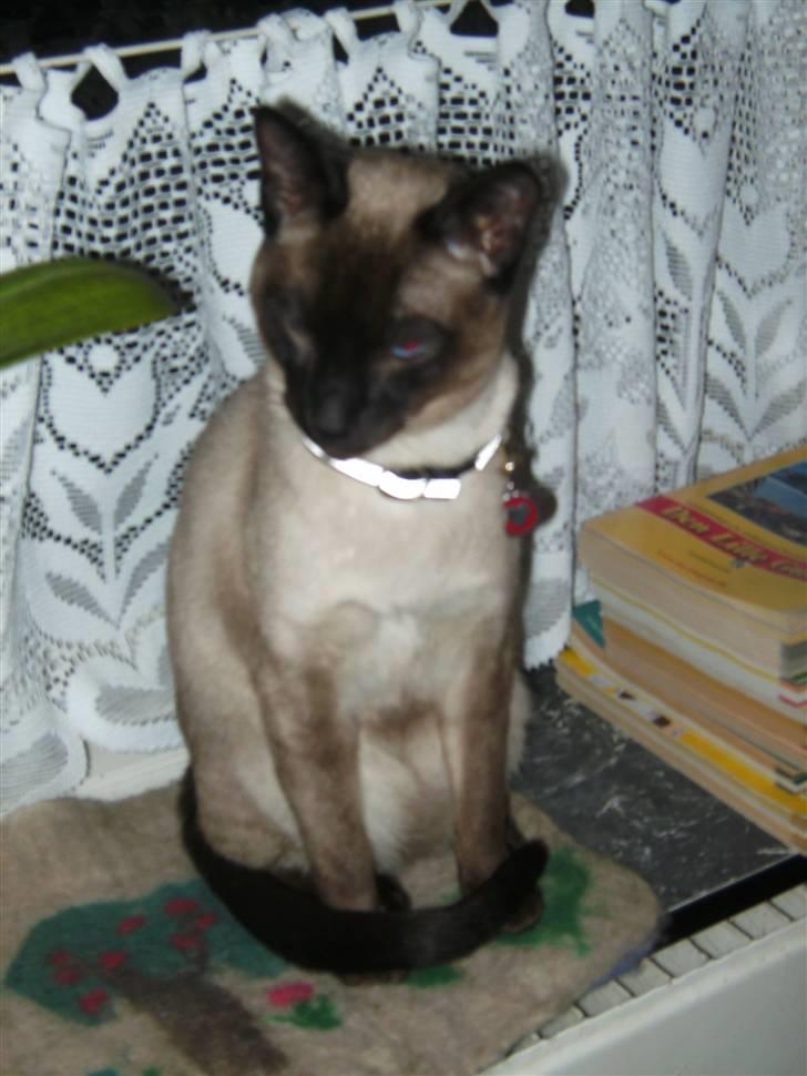 Siameser Macho Mogens - Her sidder jeg og har det store overblik billede 3