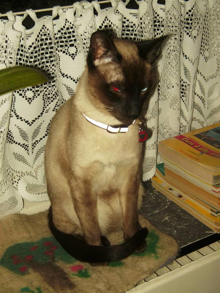 Siameser Macho Mogens - ih hvor kan jeg se ned på hundene herfra billede 4