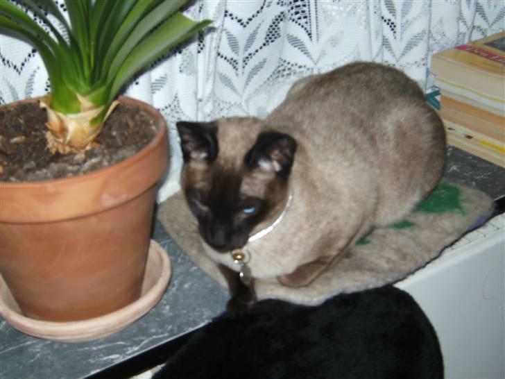 Siameser Macho Mogens - snupper lige en morfar billede 5