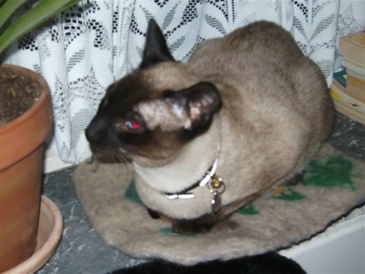 Siameser Macho Mogens - Jeg lader bare som ingenting billede 6