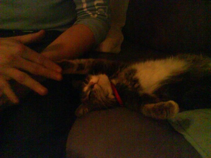 Blanding af racer sille (sillemis)(flyttet) billede 6