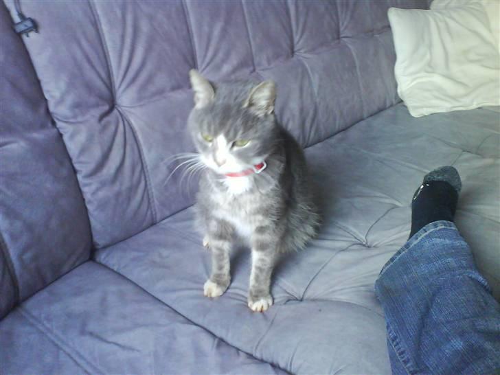 Blanding af racer sille (sillemis)(flyttet) billede 7