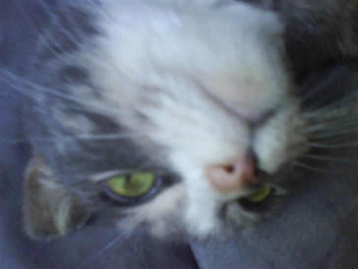 Blanding af racer sille (sillemis)(flyttet) billede 8