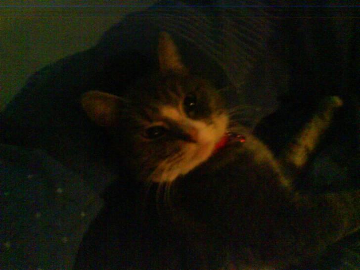 Blanding af racer sille (sillemis)(flyttet) billede 9