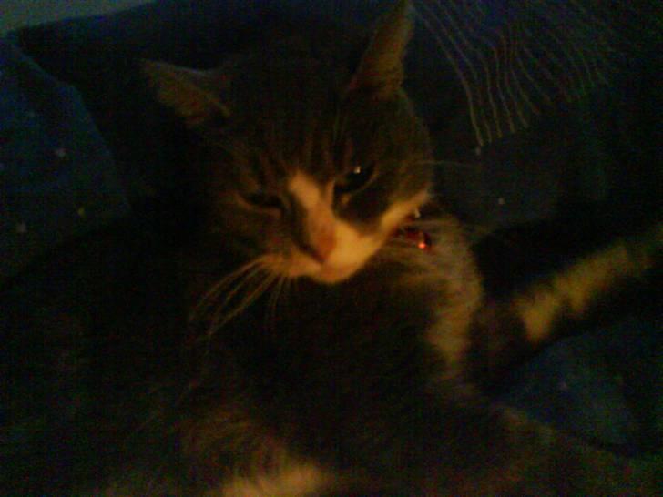 Blanding af racer sille (sillemis)(flyttet) billede 10