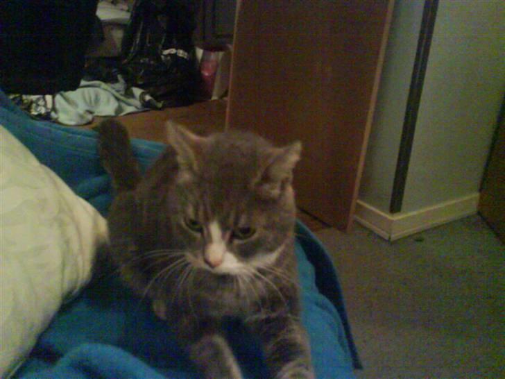 Blanding af racer sille (sillemis)(flyttet) billede 11