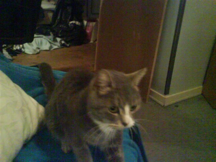 Blanding af racer sille (sillemis)(flyttet) billede 12