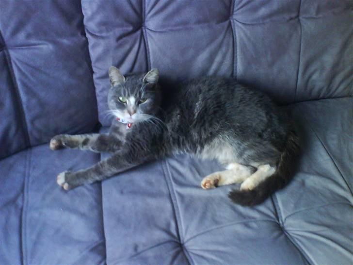 Blanding af racer sille (sillemis)(flyttet) billede 13