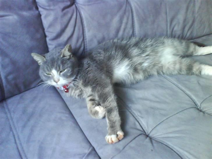 Blanding af racer sille (sillemis)(flyttet) billede 14