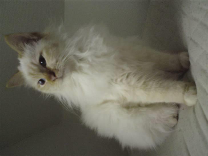 Hellig Birma DK Amorito's Cheeky Chico billede 1