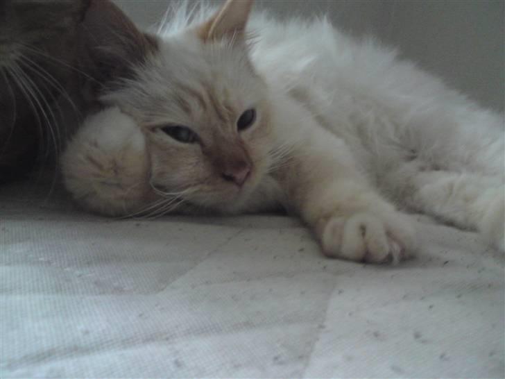 Hellig Birma DK Amorito's Cheeky Chico billede 3