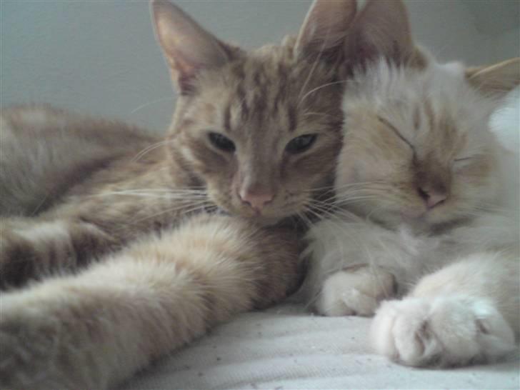 Hellig Birma DK Amorito's Cheeky Chico - Mig og min bedste ven, Topper :) billede 4