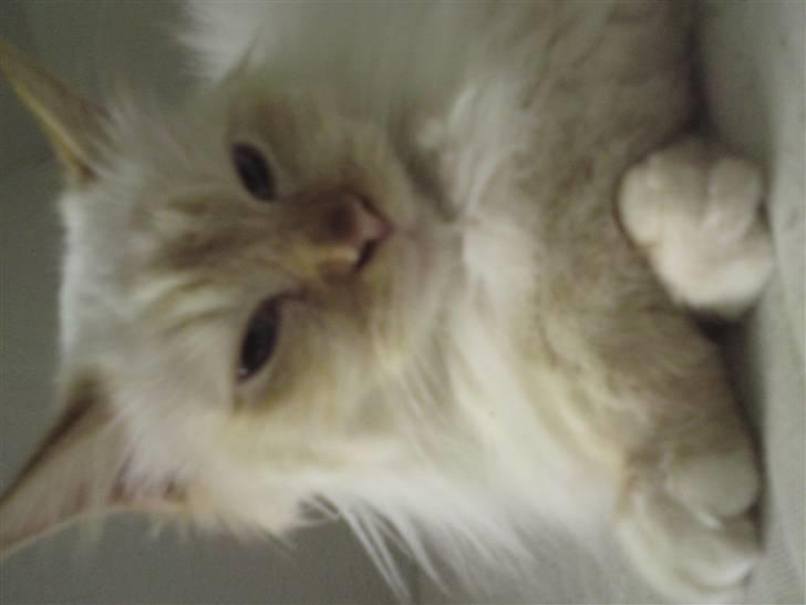 Hellig Birma DK Amorito's Cheeky Chico billede 5