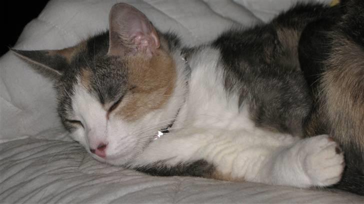 Blanding af racer Baby Plet <3 - 1-Velkommen til den lille Prinsesse´s pRoFiL«3 billede 1