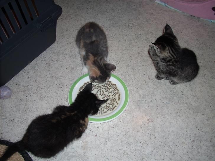 Blanding af racer Baby Plet <3 - 2-/NYT/Mhhh Mhhh MAD :b billede 2