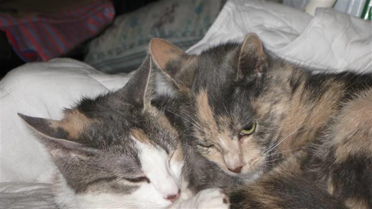 Blanding af racer Baby Plet <3 - 3-En Lille & en STOR "Plet" :) Foto-Mor(Eller miig) billede 3