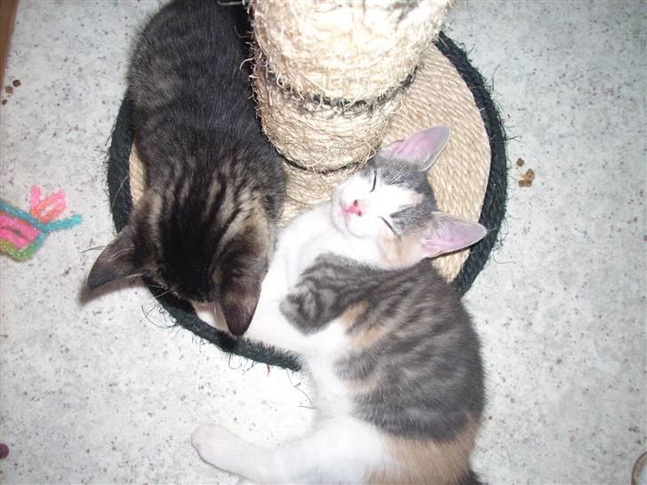 Blanding af racer Baby Plet <3 - 4-Ikke så godt et billede af hende, men det skulle lige med!. Foto-Mor billede 4