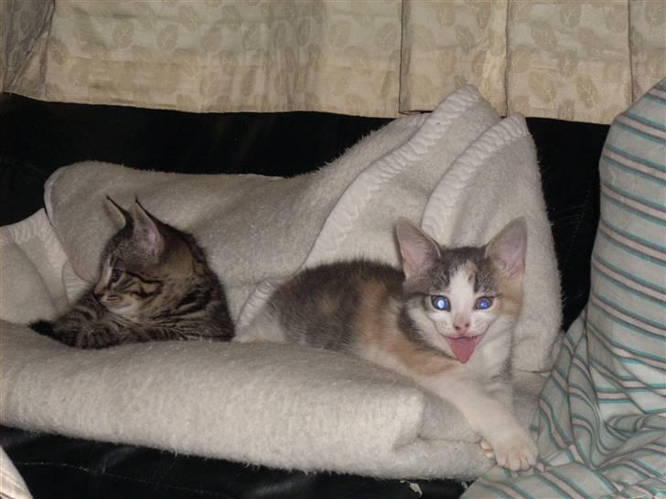 Blanding af racer Baby Plet <3 - 5-Lille Miis«3 (: Foto-Mor«3 billede 5