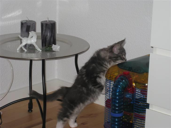 Blanding af racer Máni  - Heeej muus!!  billede 13