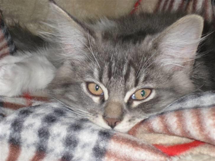 Blanding af racer Máni  billede 14