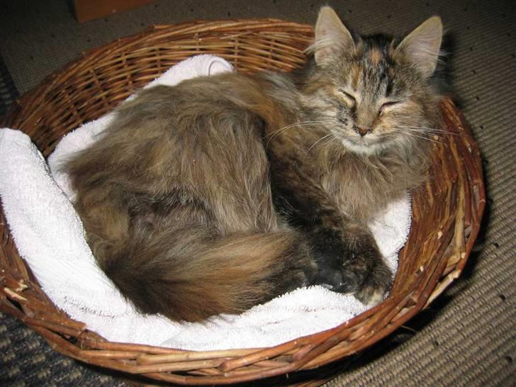 Blanding af racer Pjuske - En brødkurv kan godt bruges som kattekurv (17-01-09) billede 5