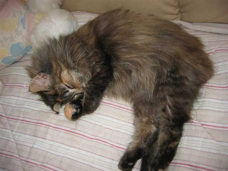 Blanding af racer Pjuske - En middagslur er nu dejlig (21-01-09) billede 6