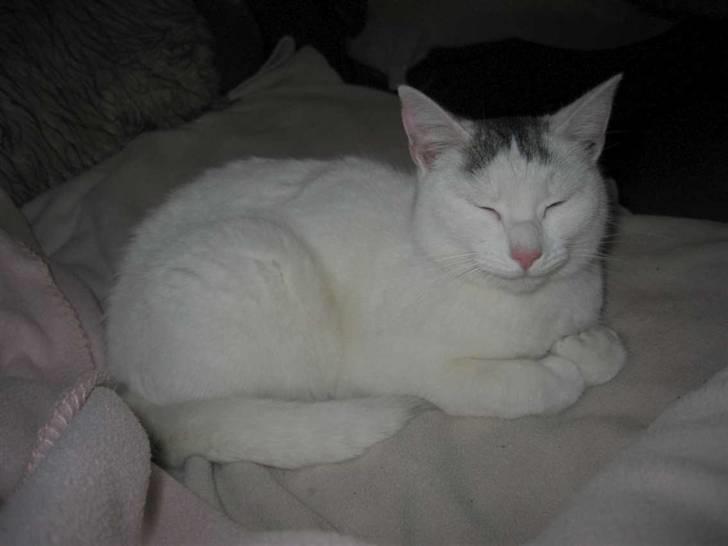 Huskat Mille - Er lige kommet hjem efter 11 dage på eventyr (21-01-09) billede 6